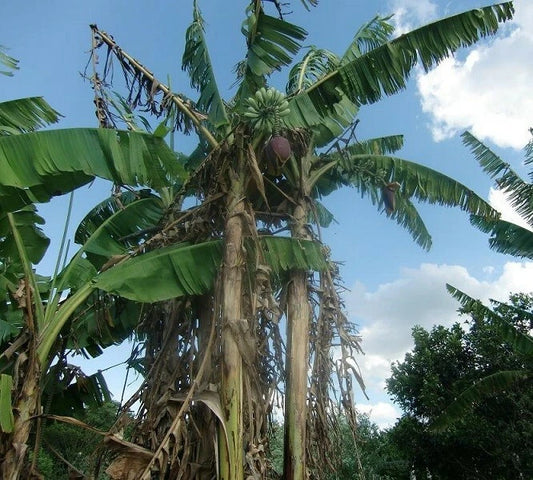 Burmese Blue Banana Musa Itinerans – Cold Hardy Fruit Tree Seeds