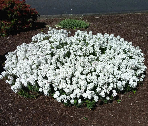 Candytuft Evergreen Iberis Sempervirens – White Garden Flower Seeds