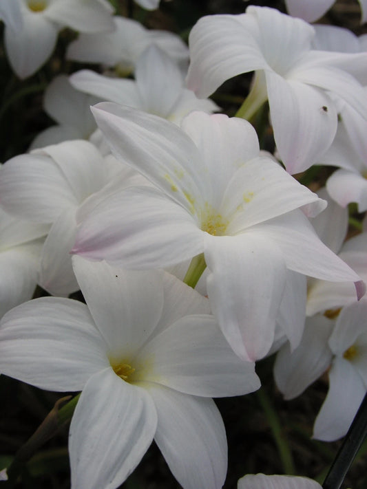 Rain Lily Zephyranthes Labufarosea Summer Ice New Habranthus - Flower