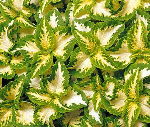 Coleus Wizard Jade Solenostemon Scutellarioides – Colorful Garden Flower Seeds
