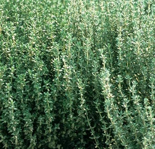 Herb Thyme Seeds Organic Heirloom Summer Herbs Seed Made in USA Non-GMO