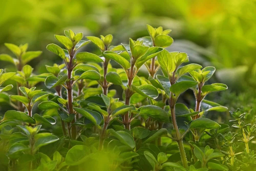Sweet Marjoram Origanum Majorana – Herb Seeds for Planting