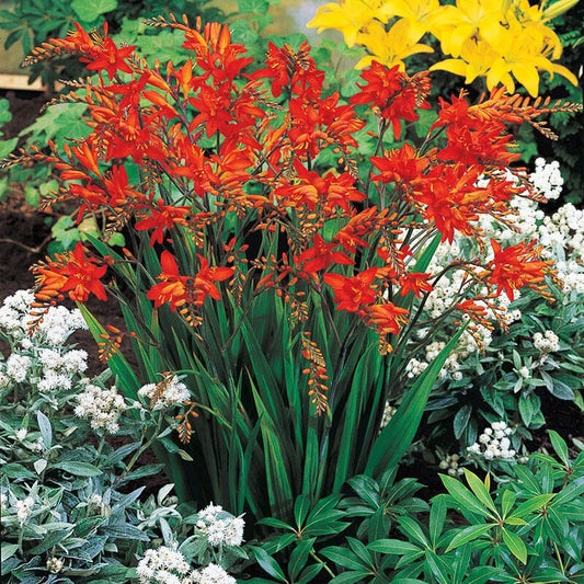 Red Crocosmia Montbretia Perennial Garden Flower Seeds