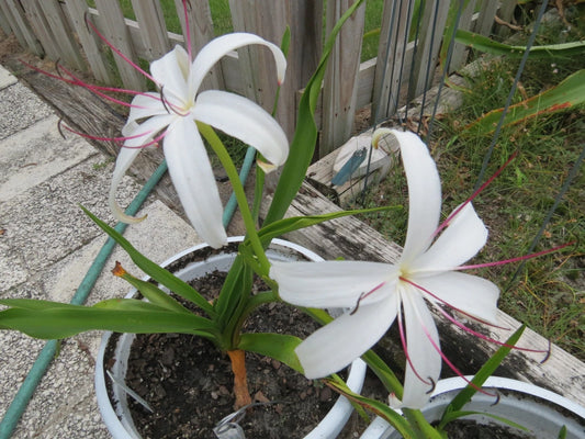 Crinum Lily Loddigesianum – Garden Flower Seeds