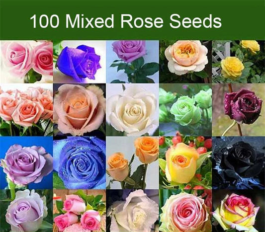 Rose Seeds Multi Coloured Rose Flower Seeds Home Garden Plant