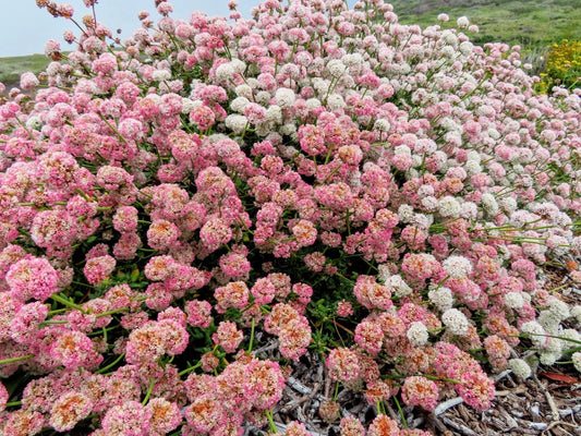 California Buckwheat Eriogonum Fasciculatum Dwarf Flower Seeds