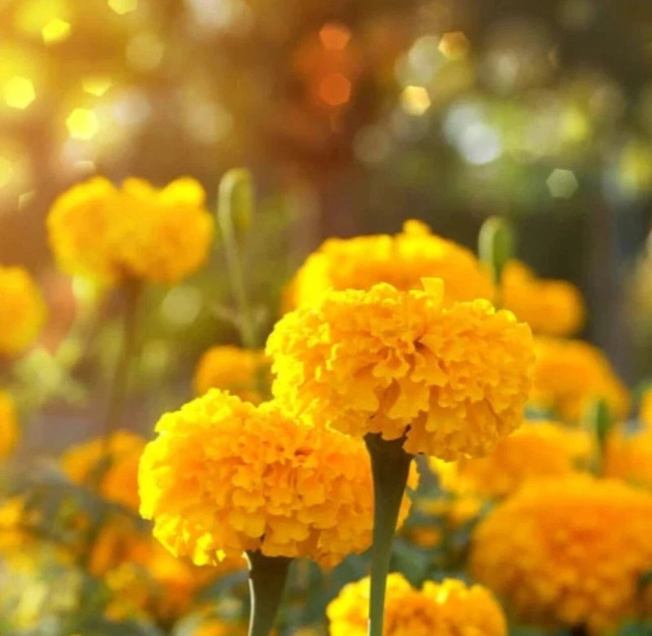 Crackerjack Marigold Mixed Orange Yellow – Colorful Garden Flower Seeds