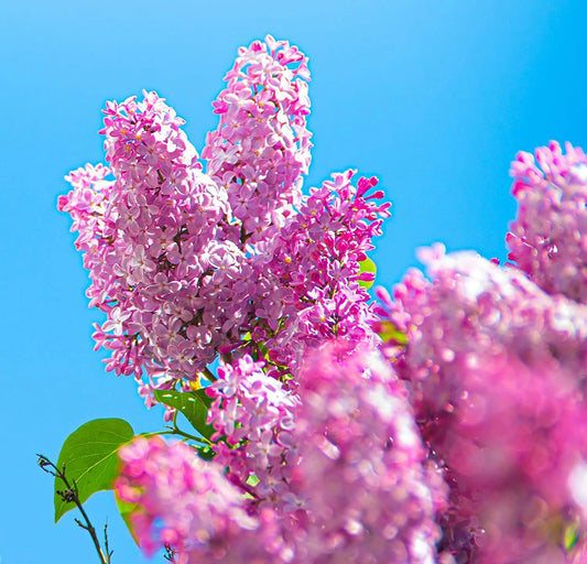 Early Pink Lilac Fragrant Garden Flower Seeds