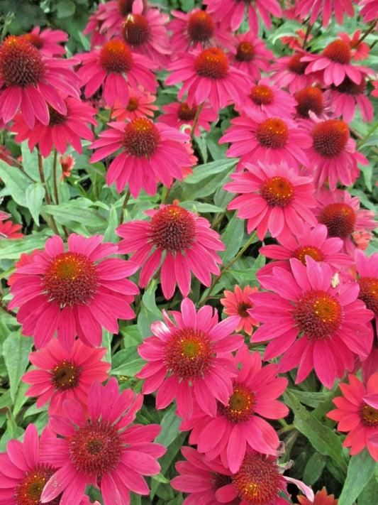 Sombrero Cone Flower Echinacea – Colorful Perennial Flower Seeds