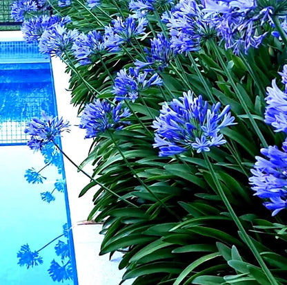 Agapanthus Lily of the Nile – Hardy Perennial Flower Seeds