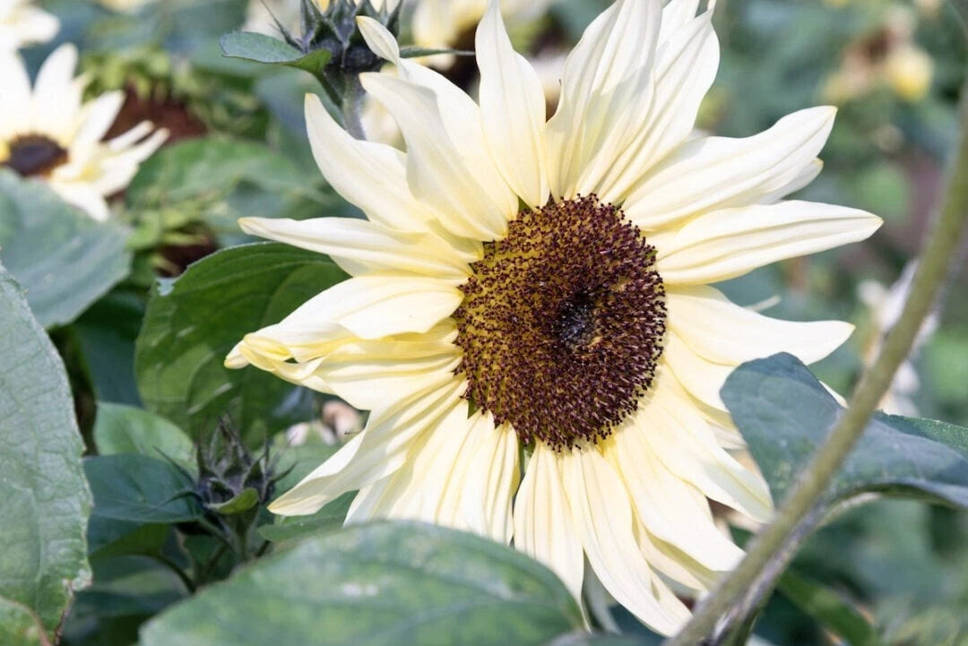 Buttercream Sunflower Helianthus Annuus Colorful Garden Flower Seeds