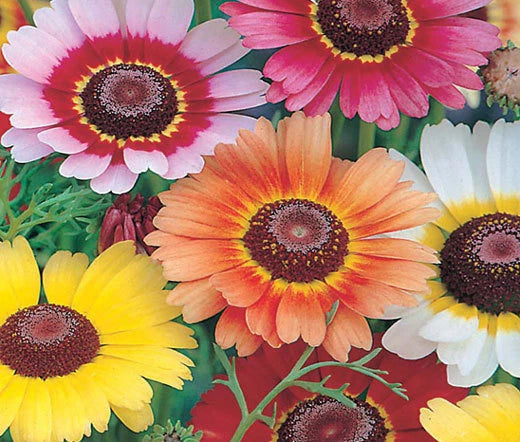 Daisy Painted Rainbow Mix Chrysanthemum Carinatum – Colorful Garden Flower Seeds