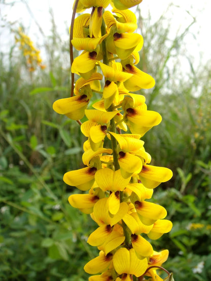 Crotalaria Pallida Smooth Rattlebox Rattlepod Perennial Edible Herb – Perennial Flower Seeds Product Image – High Quality Seeds for Gardeners