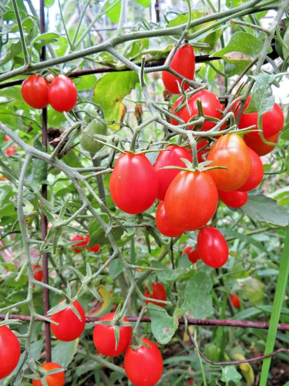 Trina's de Cabo Pear Tomato – Heirloom Vegetable Garden Seeds