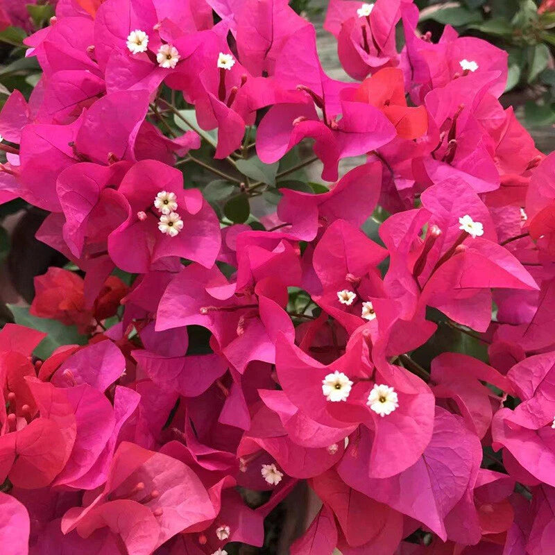 Mixed Color Garden – Colorful, Mixed, Bonsai, Garden Flower Seeds