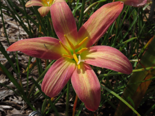 Rain Lily Zephyranthes Eastern Pearl 1 Bulb New Habranthus