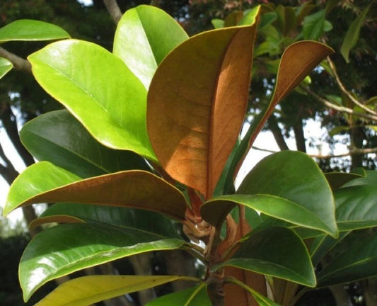 Magnolia Grandiflora Cold Hardy Southern Bull Bay Fragrant Tree –