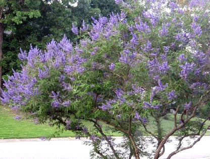 Abbeville Blue Chaste Tree Vitex Agnus-Castus Flowering Tree Seeds