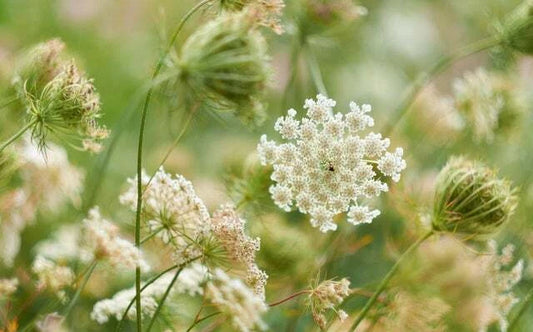 Queen Anne's Lace Seeds for Planting - Seeds