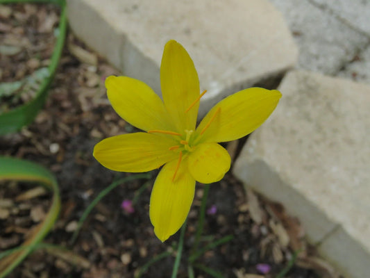 Rain Lily Zephyranthes Katherinae Var Lutea New Habranthus - Flower