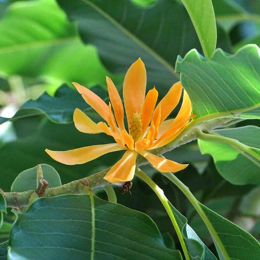 Michelia Champaca – Fragrant Magnolia Tree Shrub Seeds
