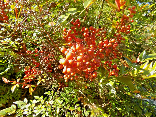 Royal Princess Heavenly Bamboo Nandina Domestica Ornamental Shrub Seeds