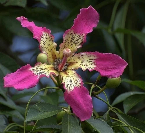 Ceiba Speciosa Pink Silk Floss Garden Tree Seeds