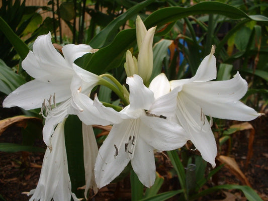 Crinum Lily White Prince Medium-Size Bulb