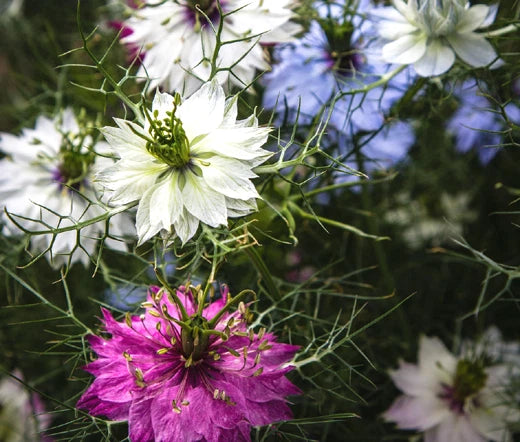 Love in a Mist Jewels Mix Nigella Damascena Colorful Garden Flower Seeds