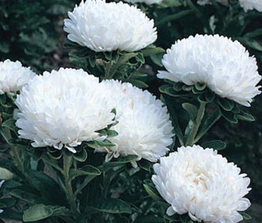 Aster Milady White Dwarf Callistephus Chinensis – Colorful Garden Flower Seeds