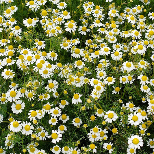Chamomile Flower Seed Matricaria Chamomilla – Perennial Flower Seeds