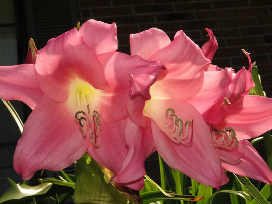 Crinum Lily Charisma – Garden Flower Seeds for Planting