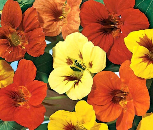 Nasturtium Jewel Mix Tropaeolum Majus – Colorful Garden Flower Seeds