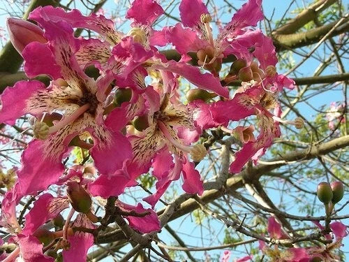 Ceiba Speciosa – Pink Silk Floss Garden Tree Seeds