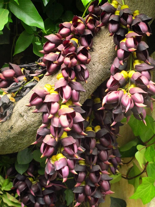 Mucuna Sempervirens – Ornamental Climbing Vine Seeds