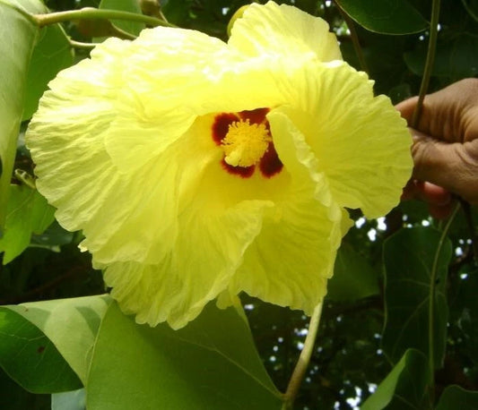 Thespesia Populnea Seeds Indian Tulip Portia Tree Flowering Pacific Rosewood Category eg, Flower Seeds