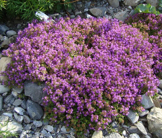 Creeping Thyme Thymus Serpyllum Hardy Groundcover Herb Seeds