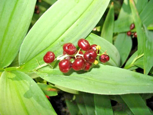 False Solomons Seal Maianthemum Racemosum Perennial Flower Garden Seeds