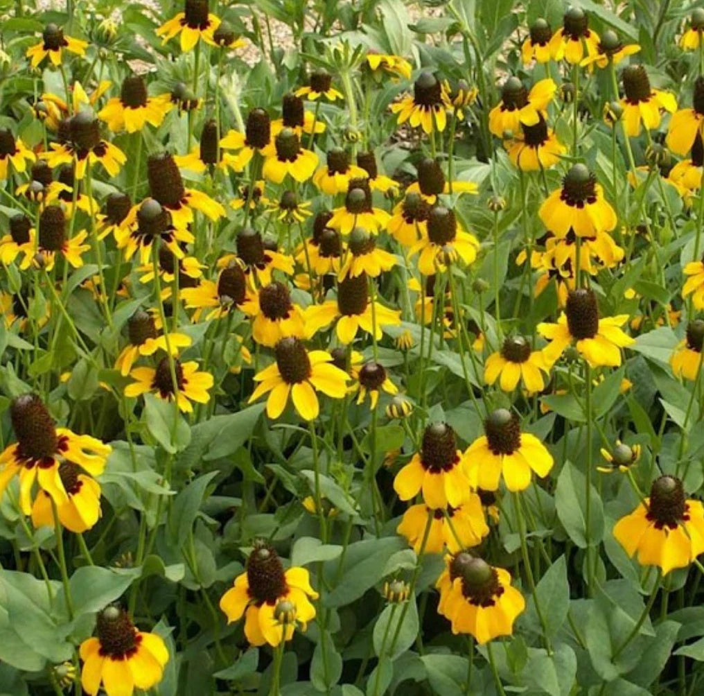 Yellow Coneflower Clasping Leaf – Perennial Wildflower Seeds