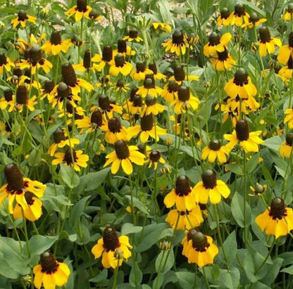 Yellow Coneflower Clasping Leaf – Perennial Wildflower Seeds