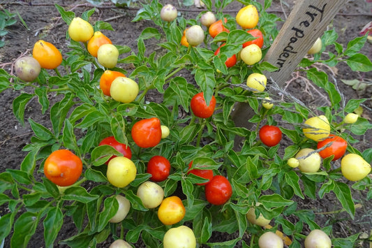 Trepediera Werner Pepper – Edible Ornamental Garden Seeds