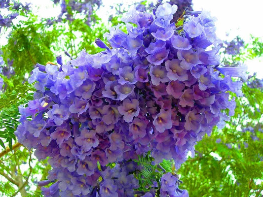 Jacaranda Mimosifolia Blue Fragrant Ornamental Tree Seeds