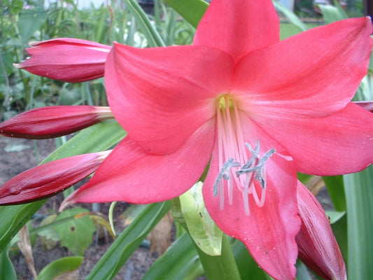 Crinum Lily Ellen – Garden Flower Seeds for Planting