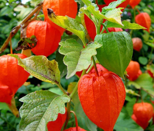 Chinese Lantern Physalis Alkekengi Colorful Garden Flower Seeds