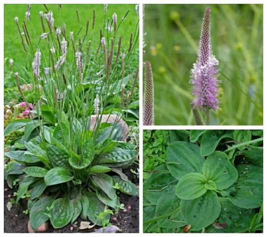 Flowering Plantain Plantago Media Perennial Herb Flower Seeds