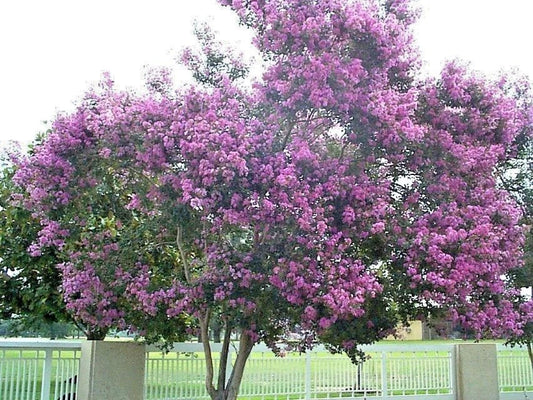 Appalachee Crepe Myrtle Lagerstroemia Indica – Colorful Flowering Shrub Seeds
