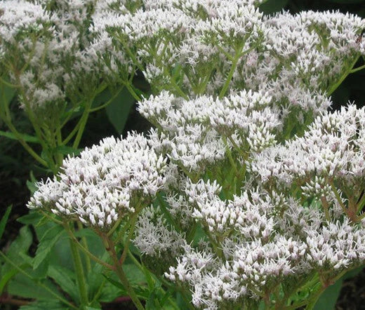 Boneset Eupatorium Perfoliatum – Hardy Garden Flower Seeds