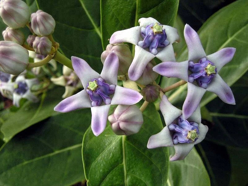 Calotropis Gigantea – Giant Milkweed Shrub Seeds