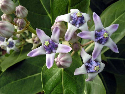 Calotropis Gigantea – Giant Milkweed Shrub Seeds