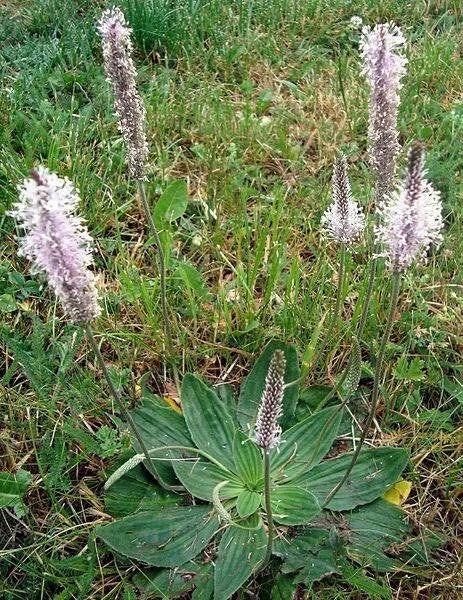 Flowering Plantain Plantago Media – Perennial Herb Flower Seeds